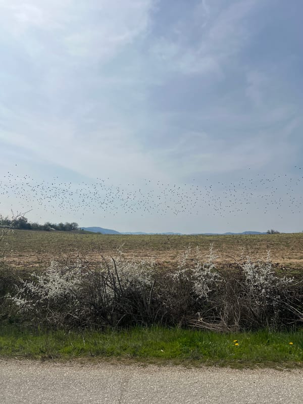Large bird flock observed over agricultural field in Bulgaria