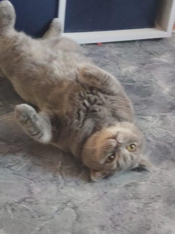 Gray cat lies playfully on back, captured in morning moment