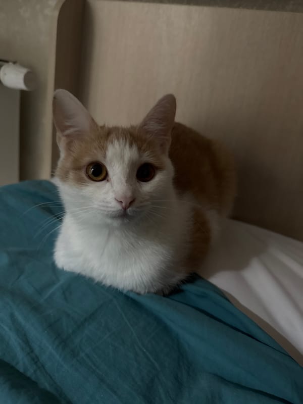 Cat photographed resting on bed in Kazan home