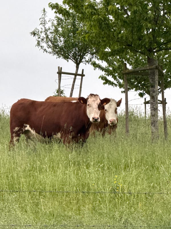 Cows graze in field near Junglinster, Luxembourg