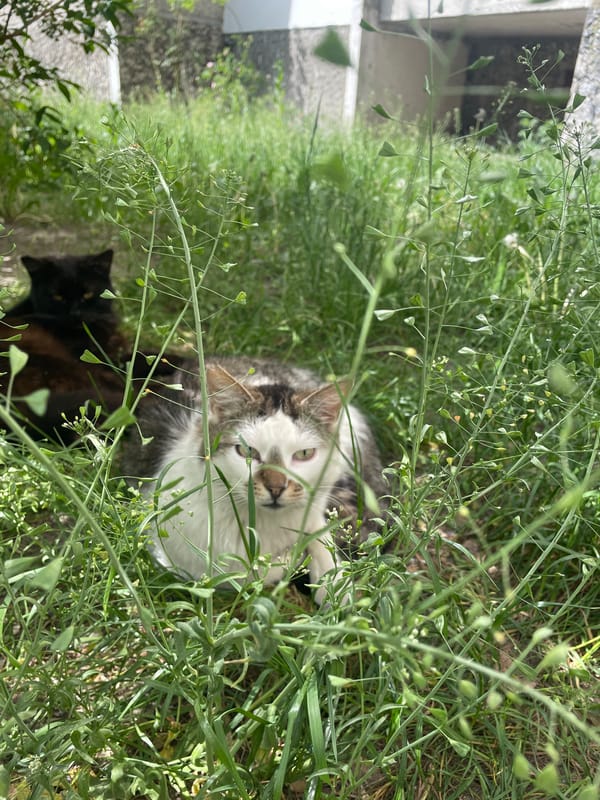 Two cats spotted in grassy area in Brest, Belarus