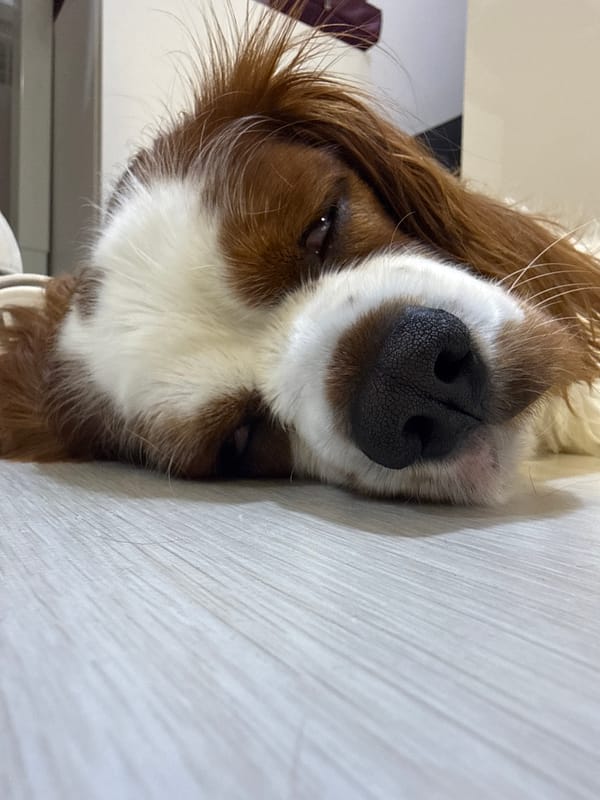 Cozy home evening in Dobrich with a sleeping spaniel