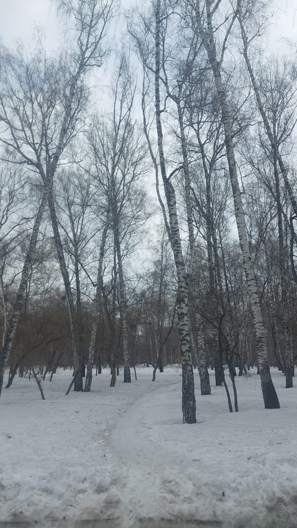 Winter scenes documented across Novosibirsk forests and streets