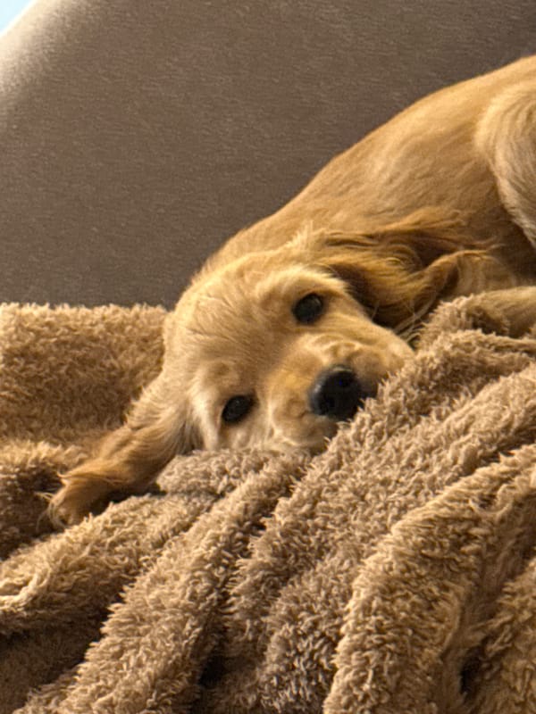 Dog wrapped in towel captured in Sofia home