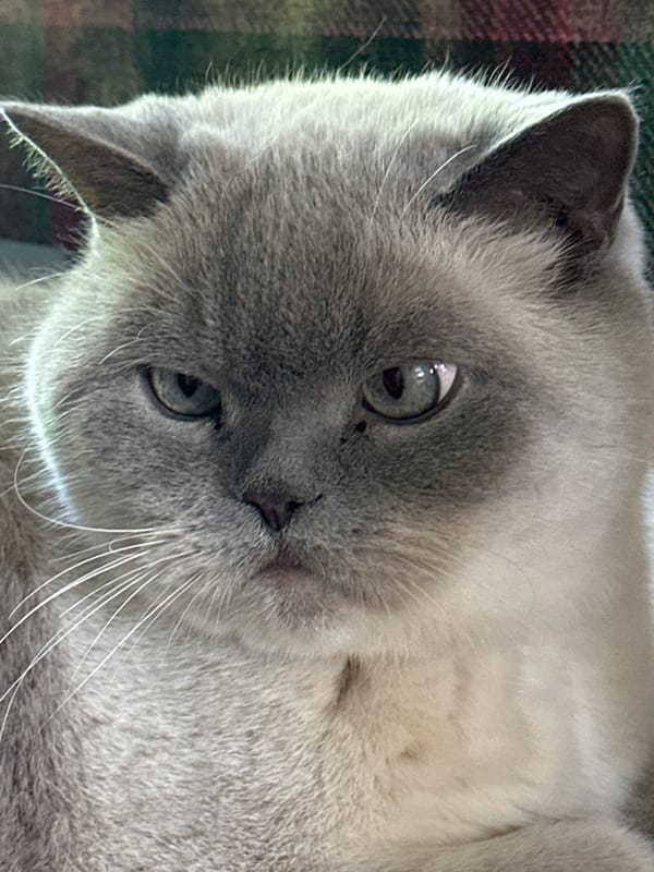 Gray cat with blue eyes photographed in Coquitlam