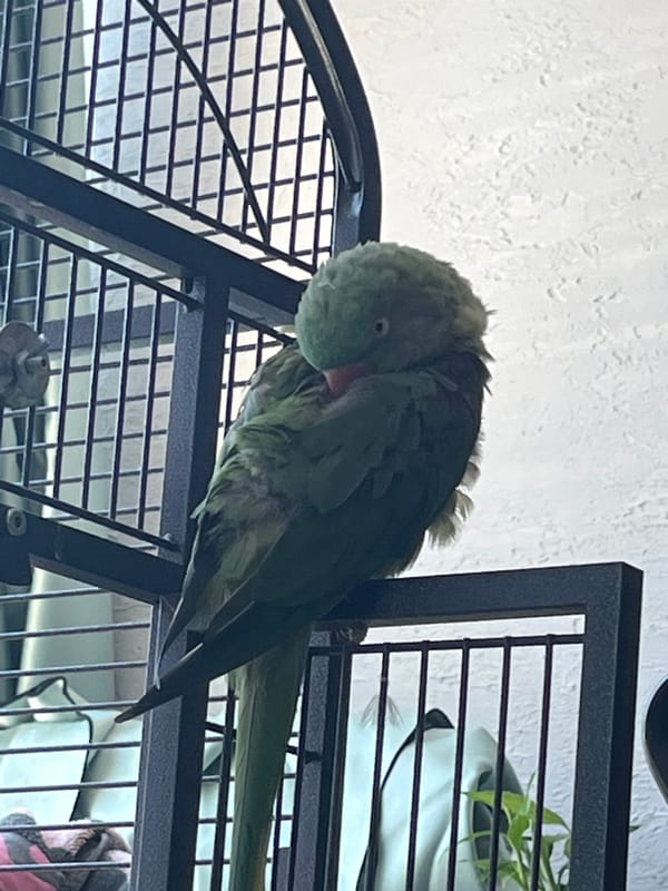 Morning life documented in Pazardzhik, Bulgaria features parrot, elderly couple