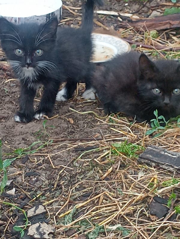 Kittens and garden life in a Shymkent backyard