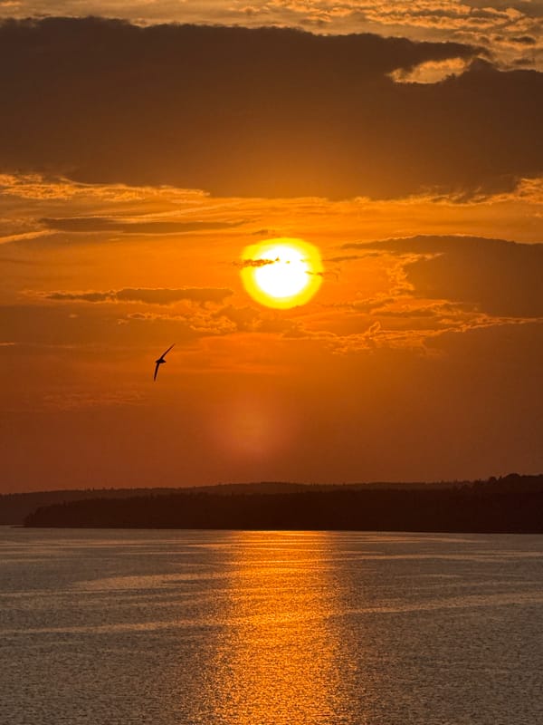 Golden hour at Lake Votkinsk, birds and people along the shore