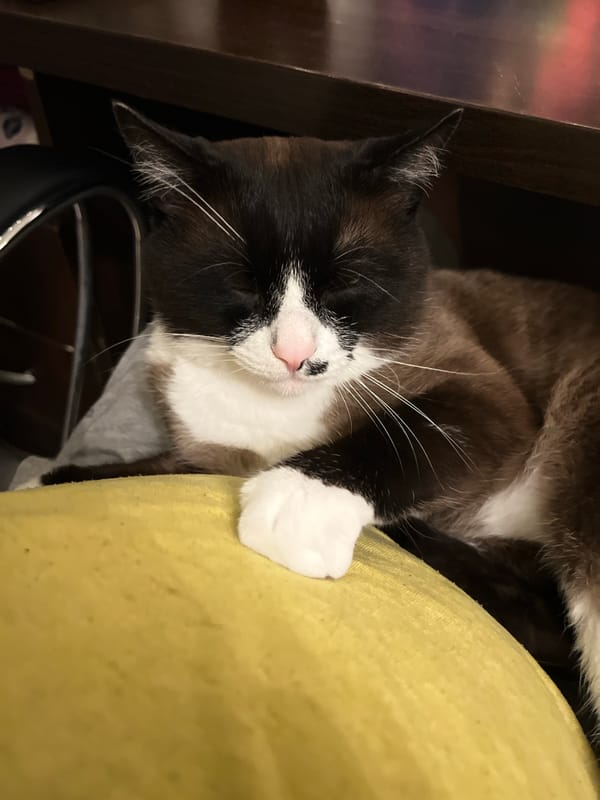 Family's quiet afternoon at home with cat in Russia