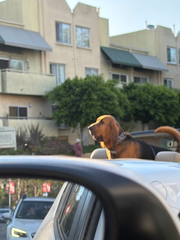 Classic architecture, modern glass tower, and a dog in a convertible