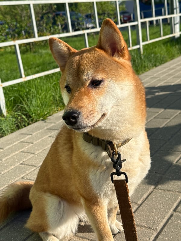 Dog spotted on early morning walk in Nizhny Novgorod