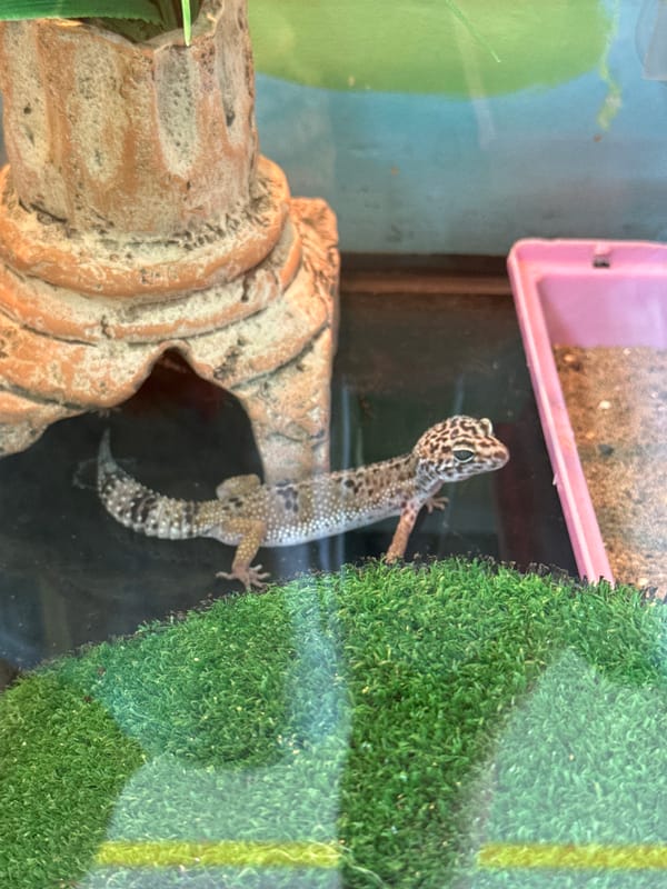 Inside a Chaikovsky pet shop packed with reptiles and exotic animals