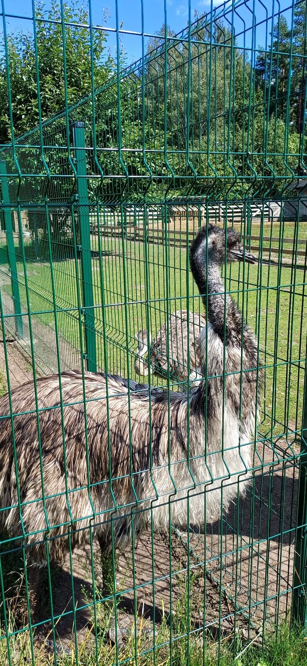 Feeding and exploring animals at a farm park
