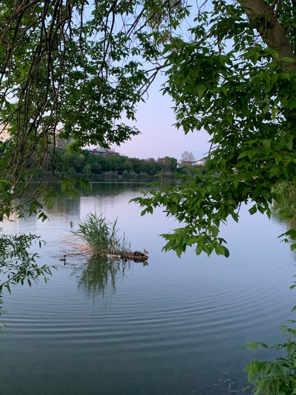 Afternoon nature walk documented at waterside park location