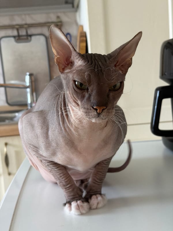 Sphynx cat, fresh strudel, and Izhevsk midday traffic