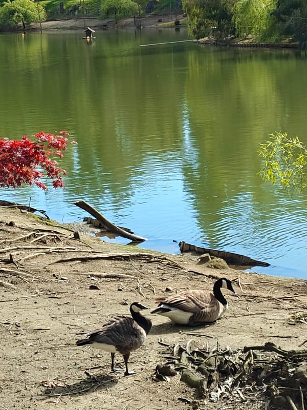 Birds spotted at Shekvetili lake including geese and crane
