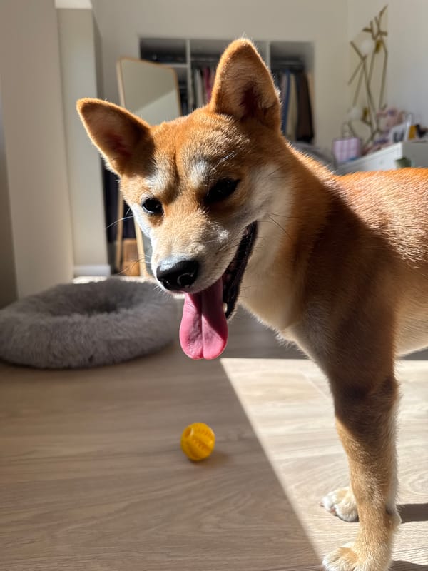 Shiba Inu and a blue-eyed curly cat, Carnikava