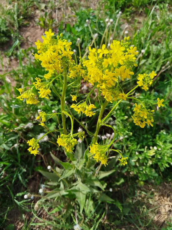 Spring wildflowers and rural landscapes documented in Foki, Russia