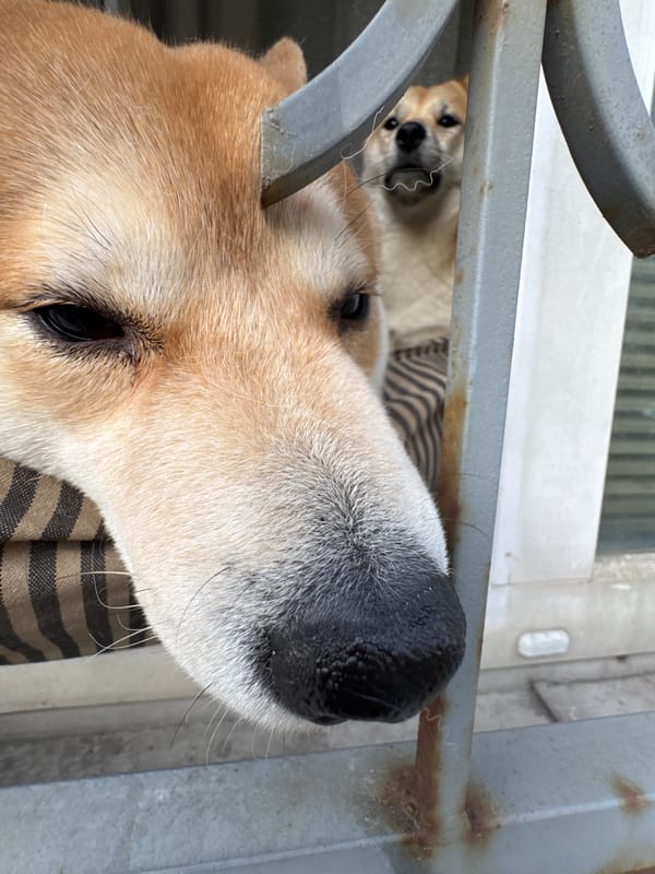 Shiba Inu dogs spotted behind security gates in Moscow