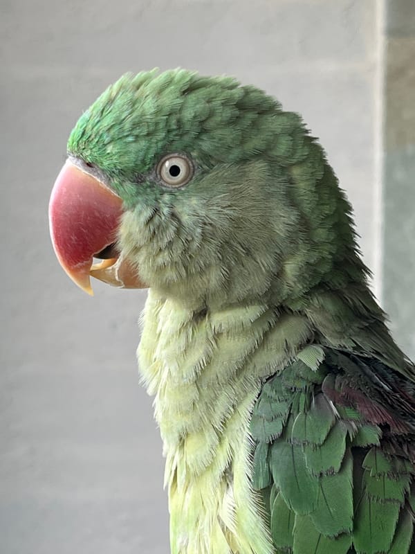 Pet parrot photographed in home setting in Pazardzhik, Bulgaria
