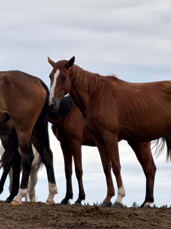 Horses gathered on a muddy embankment in rural Lithuania