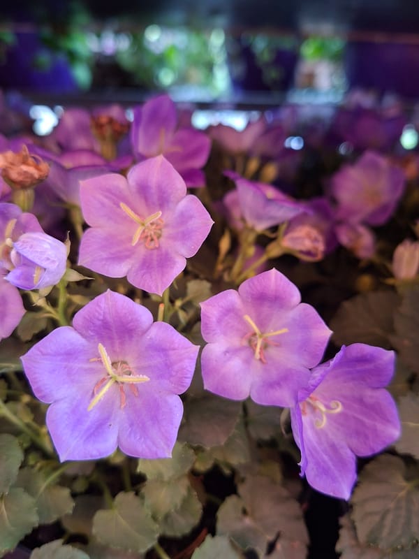 Flowers, streets, and decor from a garden center in Alytus