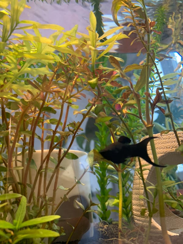 Home aquarium with tropical fish observed in Sofia