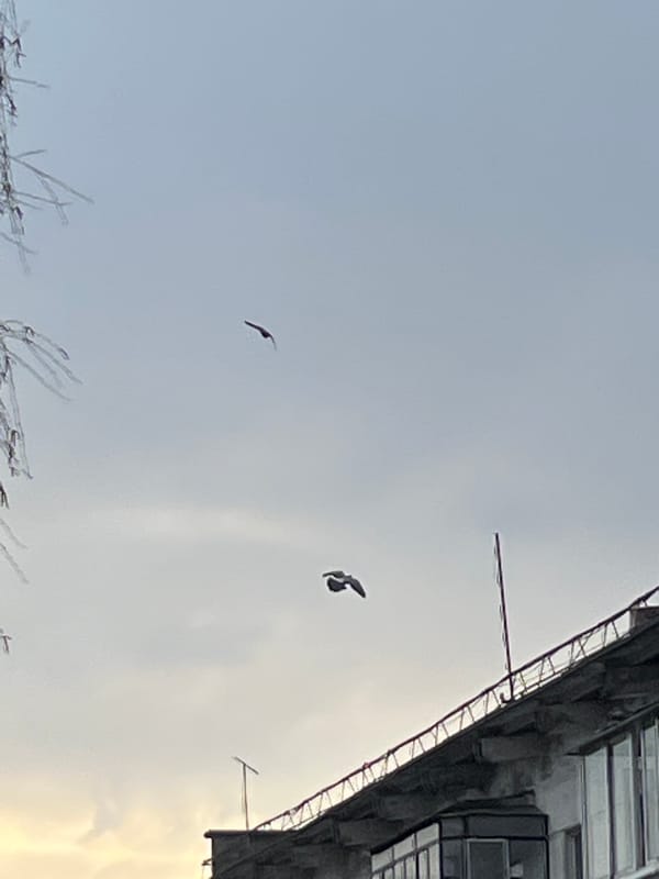 Birds fly over snowy Chaikovsky, Russia in spring