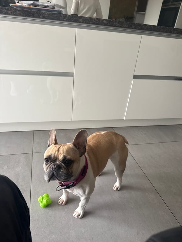 French Bulldog rests on kitchen floor beside cabinet