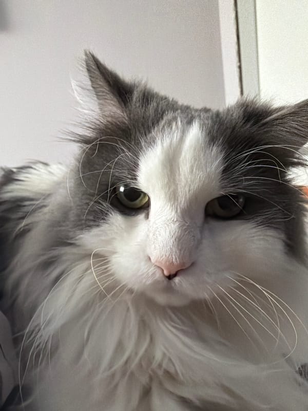 Gray and white cat photographed in Chaikovsky, Russia