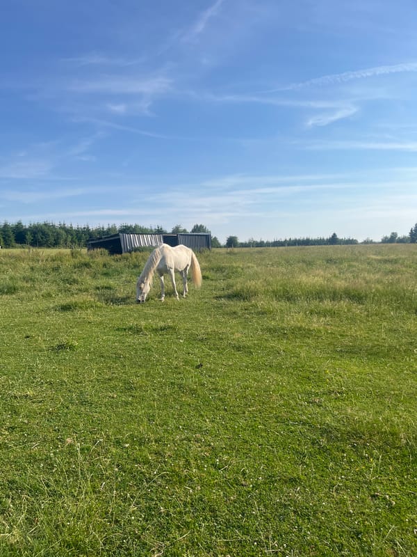 White horse grazing near a stone grill in a rural meadow