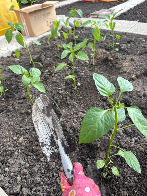 Nighttime pepper planting documented in Sukhobuzimskoye garden