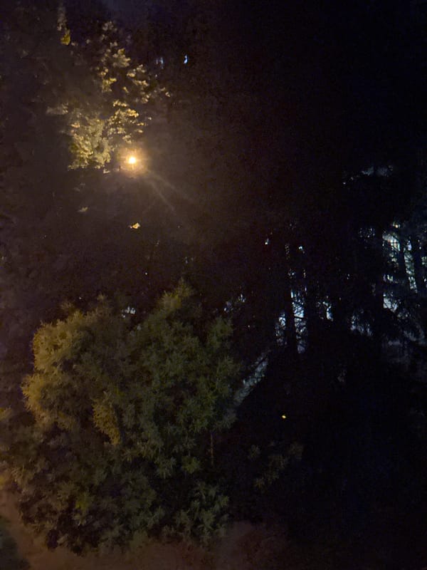 Night scenes around an apartment complex, plus a sleeping cat
