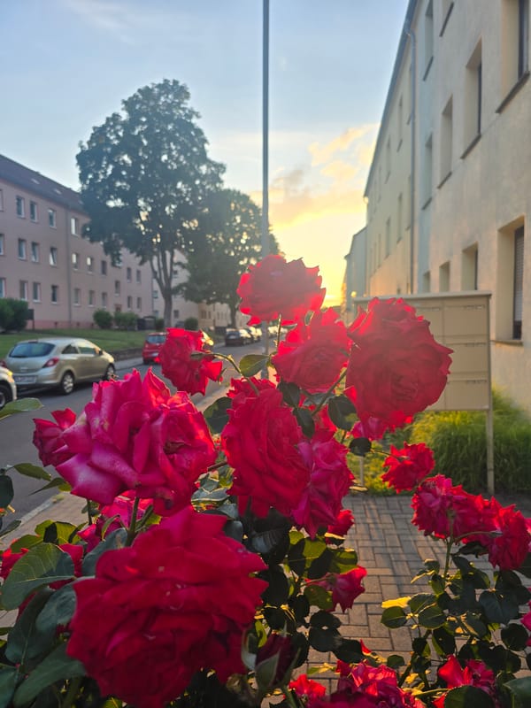 Red roses bloom in golden hour sunlight on residential street