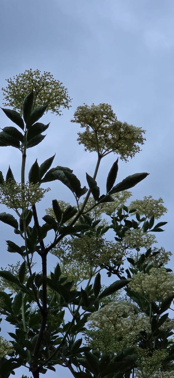 Evening countryside walk captured in blooming Maasbüll, Germany