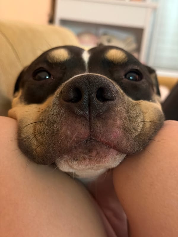 Dog rests peacefully against owner's arm in Tel Aviv home