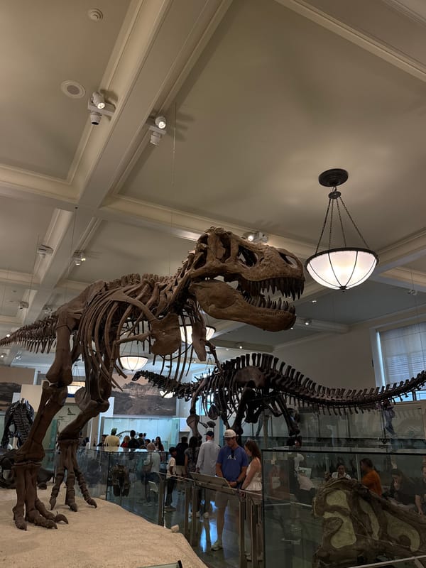 Evening museum visit captures dinosaur, whale, meteorite exhibits
