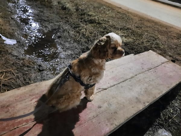 Evening dog walk documented in rural Russian village