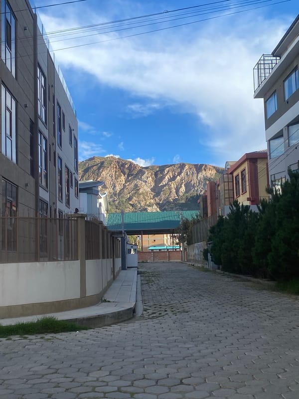 Bees pollinate flowering plants across La Paz gardens and streets