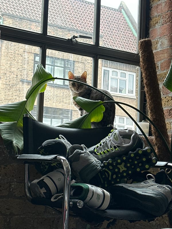 Cat peers through window in London building