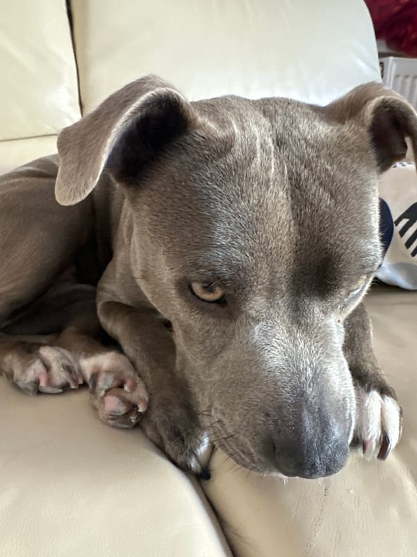 Gray pit bull rests on leather couch in Strasbourg