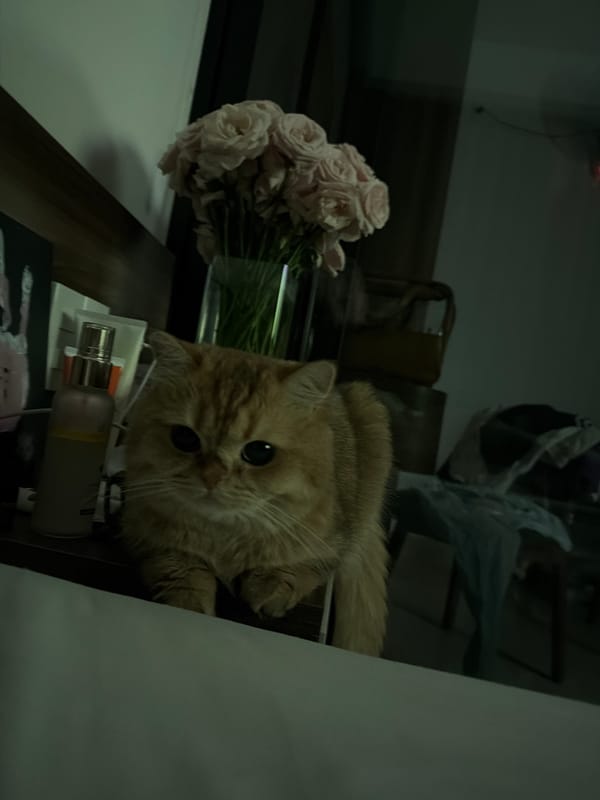 Orange cat explores a Da Nang bedroom beside pink roses
