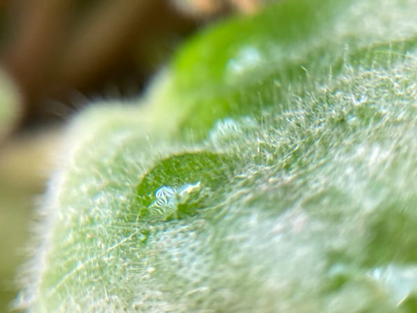 Macro details and outdoor sculpture across a mixed photography set