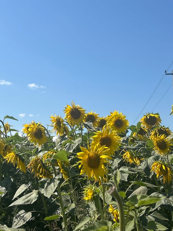 Sunflower field in full bloom, Izh-Boyki, Russia