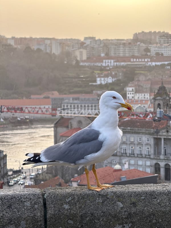 Casual waterfront moments documented across Porto's historic riverside district