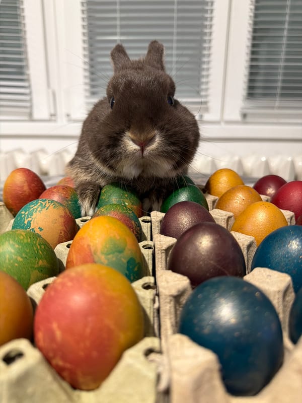 Easter rabbit and mirror selfie captured in Gabrovo