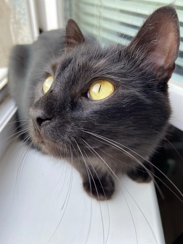 Black cat up close, chilling and playing with a pink toy