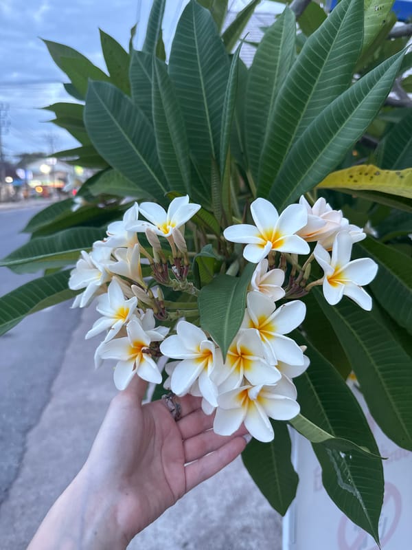 Person touches plumeria flowers in Baan Lamai, Thailand