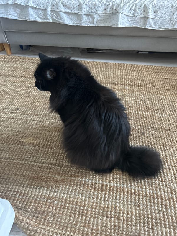Fluffy black and white cat chills on couch and rug
