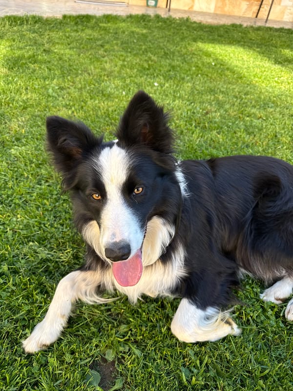 Border Collie relaxes on grass in Bulgarian town